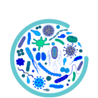 MICROBIOTA